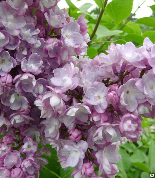 "General Pershing" Syringa vulgaris